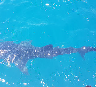 Schnorcheln Hurghada