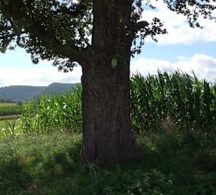 Hochgehnießen - Premiumspazierwanderweg