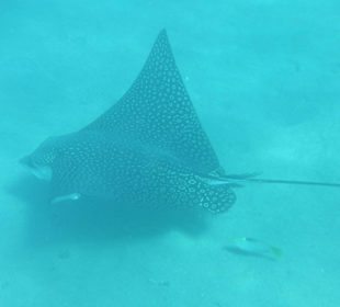 Adlerrochen beim Schnorcheln am Hotel Strand
