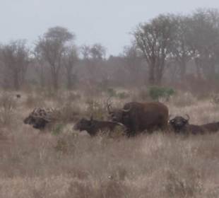 Geführte Touren LadyM Safaris Diani Beach