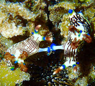 Nacktschnecken Hausriff Bituon Beach 