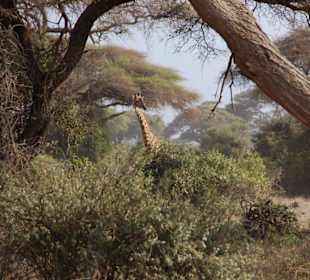 Ambroseli NP