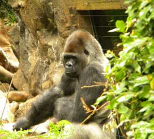Gorilla