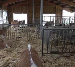 Erlebnisbauernhof und Wildgehege