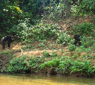 Schimpansen auf der Pongo-Insel
