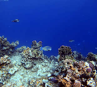 Schnorcheln Marsa Alam