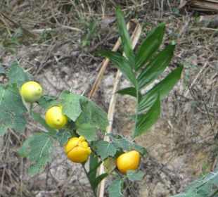 Bis heute keine Ahnung, welche Frucht das ist 