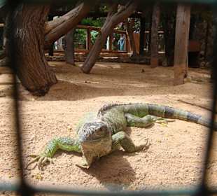Echsen im Oasis Park