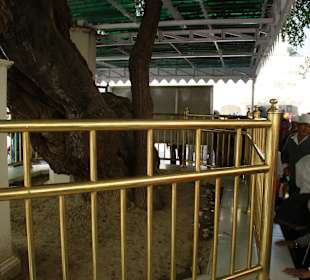 Der heilige Jubi Tree und Gläubige