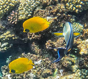 Schnorcheln Coraya Bay Marsa Alam