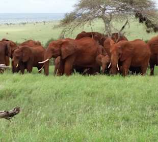 Sarova Salt Lick Game Lodge