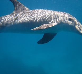 Delfintour