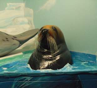 Lebensgroße Exponate