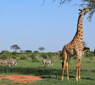 Giraffen und Zebras im Tsavo East