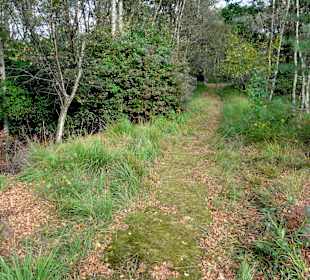 Wanderwege durch das Moor