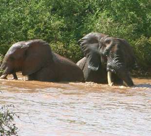 Elefanten beim Bad