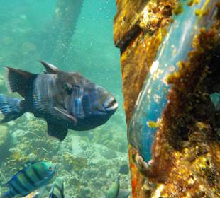 Schnorcheln Marsa Alam