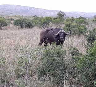 Ey - was guggsd du - Muuuh