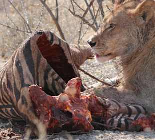 Etosha
