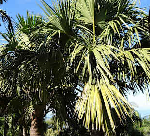 Der Palmengarten von Mascarin