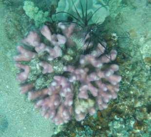 Junger Feuerfisch mit Koralle