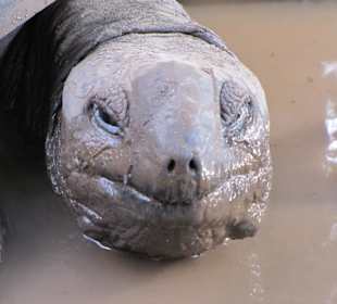 Das Leben am Rande der Erde