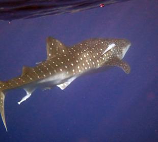 Einfach der Wahnsinn