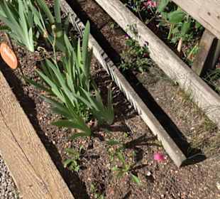 Arzneipflanzengarten Klosterreichenbach