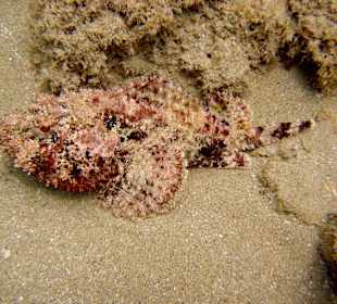 Tauchgang mit James & Mac