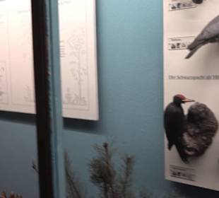 Museum für Naturkunde