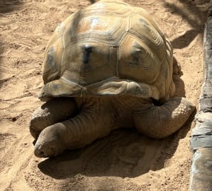 Schildkröte