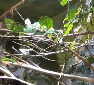 Südamerika Bereich - Löwenhaus