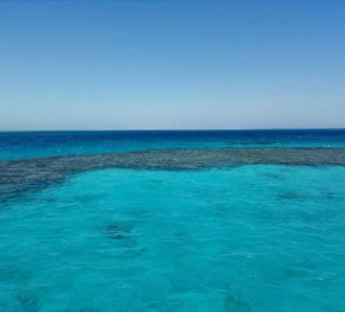 Delfinausflug mit Mo