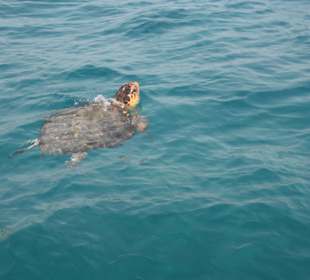 Wycieczka na żółwie