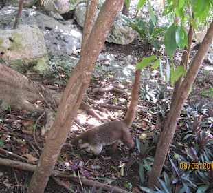 Auch hier leben Coati´s