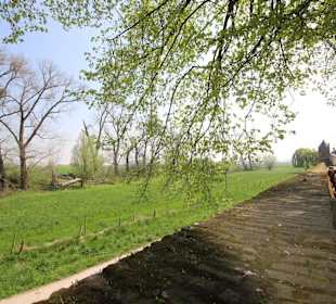 Blick in die Rheinauen