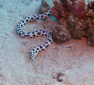 Schnorcheln Sahl Hasheesh