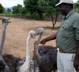 Straussenfarm