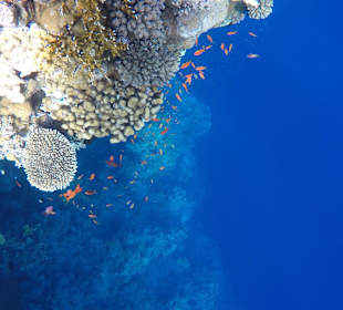 Tauchen Nabq Bay	