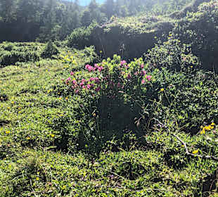 Wandern Leogang