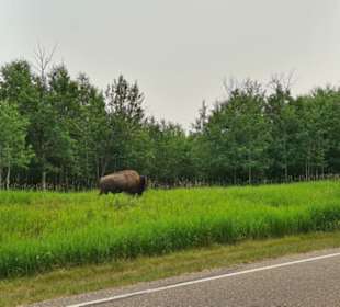Elk Island Nationalpark