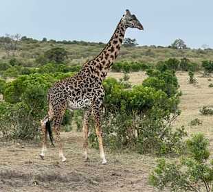Giraffe 