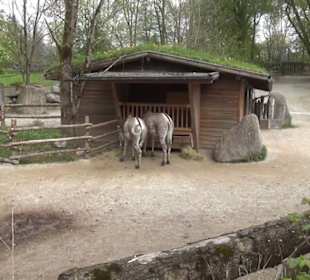 Südamerika Bereich - Grevy Zebra