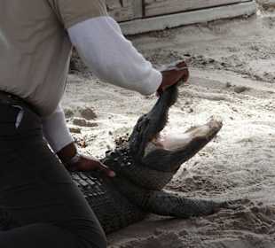 Das Gebiss eines Alligators