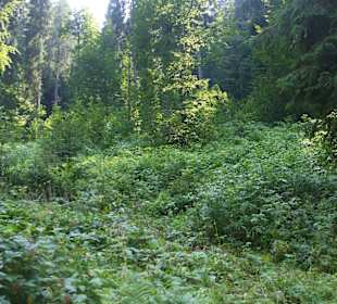 Parcul Natural Apuseni