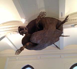 Museum of Natural History, New York