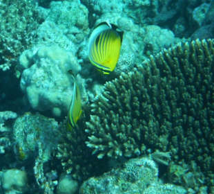 Hausriff Arabia Azur