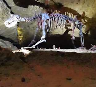 Skelett eines Höhlenbären