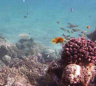 Schnorcheln am Hausriff