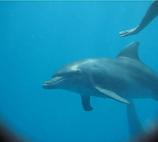 Delphin zum Anfassen nah
